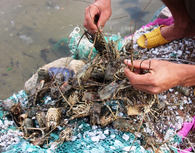 
Lũ đưa nước ngọt vào khiến tôm hùm ở Phú Yên chết la liệt vì sốc nước ngọt (ảnh Doãn Công) 
