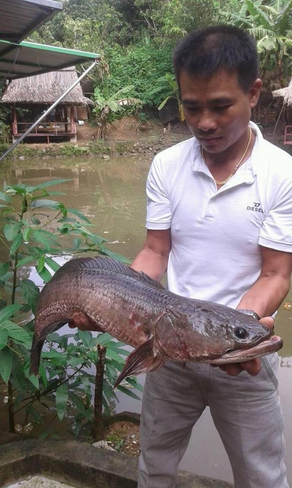 Bắt được cá lóc dài hơn nửa mét, nặng hơn 7kg - 1 Con cá lóc nặng hơn 7kg bắt được trong ao nhà