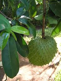 Đu đủ pawpaw chữa được ung thư gan? - 5
Mãng cầu xiêm