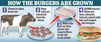 Thịt “nuôi cấy”: Chay hay mặn? - 2 Thịt “nuôi cấy”: Chay hay mặn? - 2