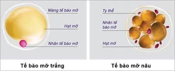 Mỡ trắng, mỡ nâu: Loại nào có ích? - 1 Mỡ trắng, mỡ nâu: Loại nào có ích? - 1