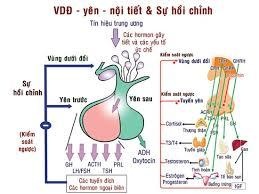 Mô mỡ là một tuyến nội tiết