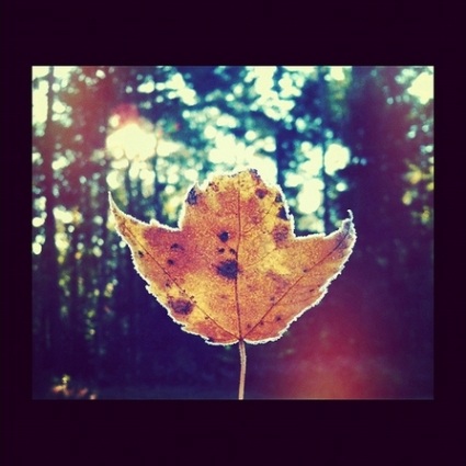 Mê mẩn bộ ảnh băng tuyết tuyệt đẹp chụp bằng iPhone - 1