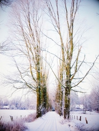 Mê mẩn bộ ảnh băng tuyết tuyệt đẹp chụp bằng iPhone - 6