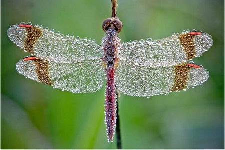 Bộ ảnh macro tuyệt đẹp về thế giới côn trùng - 9 Võ Hiền
