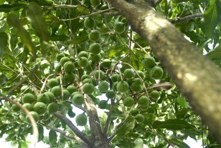Quảng Ngãi khuyến cáo nông dân cẩn trọng với mắc ca - 1 Quảng Ngãi khuyến cáo nông dân cẩn trọng với mắc ca
