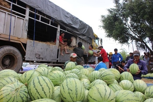 Đại diện Bộ Công Thương:"Chúng ta đã làm tốt tiêu thụ dưa hấu trong nước" - 1 Đại diện Bộ Công thương: Chúng ta đã làm tốt tiêu thụ dưa hấu trong nước