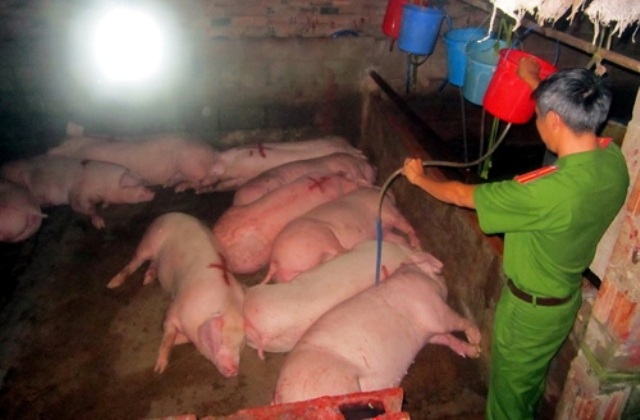 Kiếm bộn tiền nhờ "công nghệ" tăng trọng cho thịt, tôm cua - 3 Hàng loạt vụ bơm nước, bơm tạp chất vào trâu bò, lợn gà bị phanh phui.