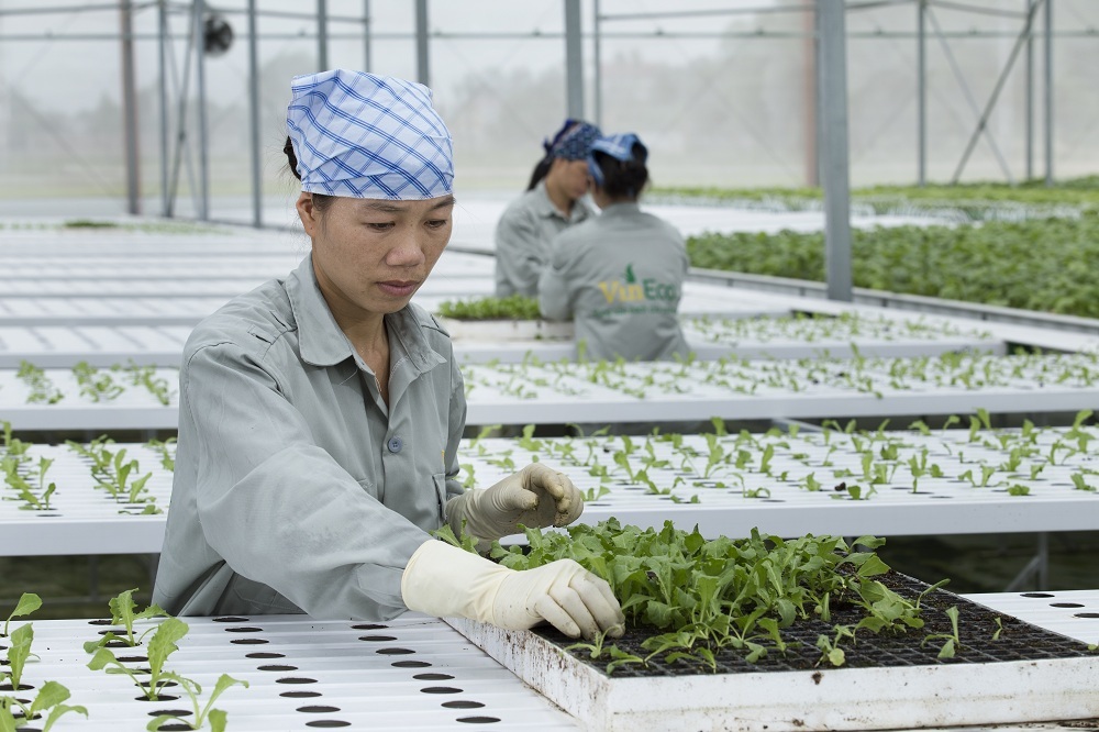 Nông nghiệp cần những DN không chỉ “mua đi bán lại” - 4 Nông nghiệp cần những DN không chỉ “mua đi bán lại” - 4