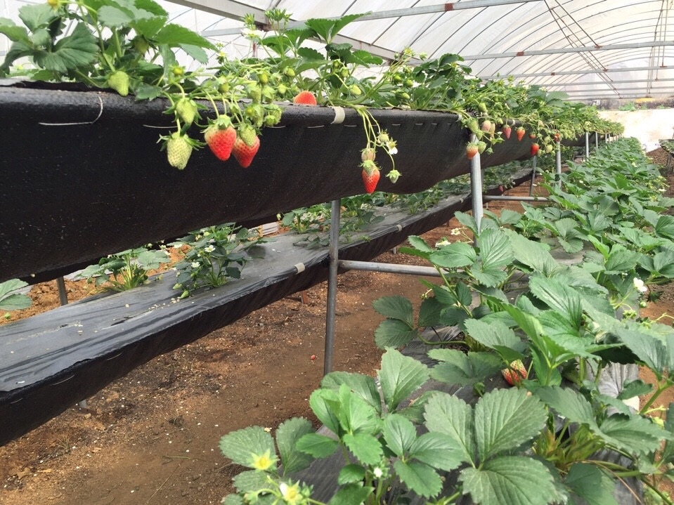 Nông nghiệp cần những DN không chỉ “mua đi bán lại” - 2