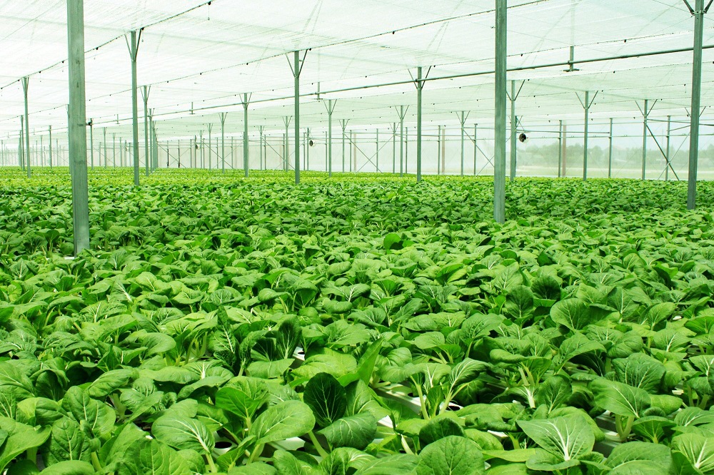 Tổng Giám đốc VinEco: Mục tiêu lớn nhất là lan tỏa văn hóa làm nông nghiệp an toàn - 3 Tổng Giám đốc VinEco: Mục tiêu lớn nhất là lan tỏa văn hóa làm nông nghiệp an toàn - 3