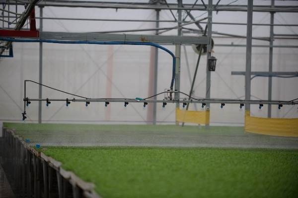 Sau thời gian nảy mầm khoảng 1-2 ngày, các cây rau mầm được chuyển tới nhà kính và “tắm” đủ nước cho quá trình sinh trưởng tốt nhất bằng hệ thống tưới phun sương.