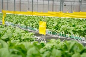 Cuối tuần trải nghiệm trồng rau sạch tại nông trường VinEco - 6 Cuối tuần trải nghiệm trồng rau sạch tại nông trường VinEco - 6