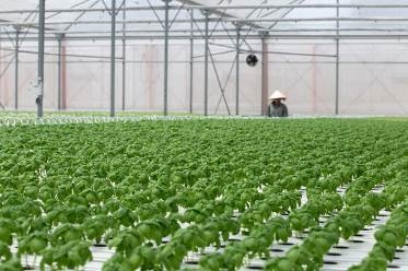 VinEco lọt Top 10 Công ty uy tín ngành thực phẩm - đồ uống 2018 - 6 VinEco lọt Top 10 Công ty uy tín ngành thực phẩm - đồ uống 2018 - 6