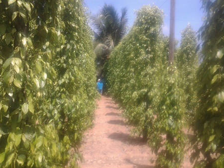 Nửa ngày cho hành trình khám phá “đảo ngọc” Phú Quốc - 4