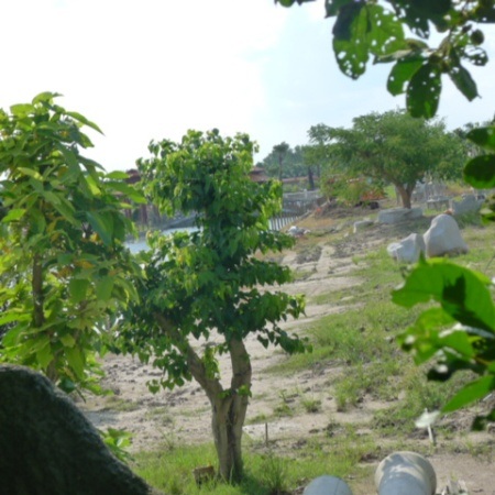 Vẫn còn nhiều khoảng đất trống chưa được xây dựng gì.