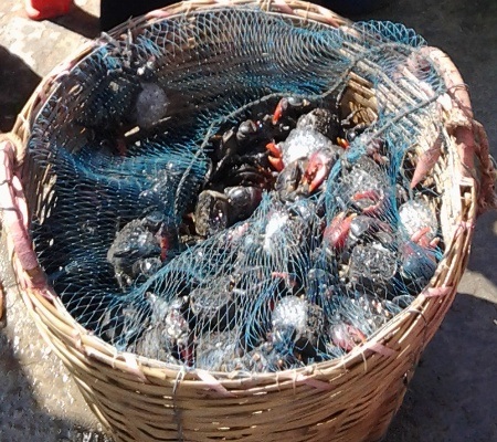Khám phá đất Mũi qua "Cà Mau - Những điều thú vị" - 2 Đến Cà Mau không thể không nói đến ba khía.