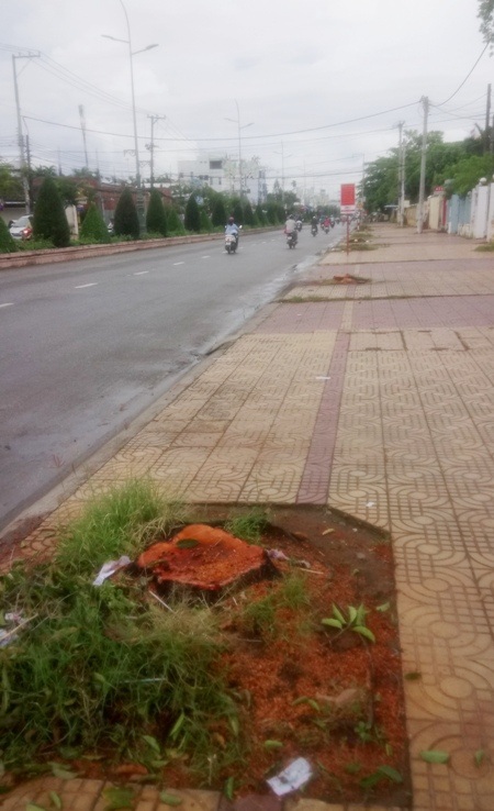 
Cả đoạn đường dài trở nên trống trải khi chẳng còn cây xanh nào. Công nhân cho biết họ cưa những cây bị sâu đục thân.
