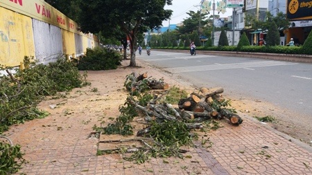 Dân sốt ruột chứng kiến hàng trăm cây xanh bị cưa sát gốc - 1 Cây xanh trên đường Hùng Vương bị cưa ra thành từng khúc gỗ.