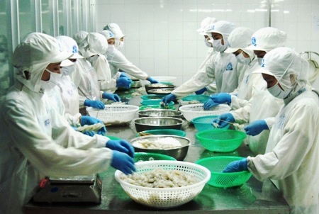 Ngành xuất khẩu tôm đã đạt một số kết quả khả quan, nhưng vẫn còn những thách thức cần tháo gỡ. (Ảnh: CTV)