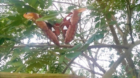 Loài bướm khủng bất ngờ xuất hiện trong vườn cây nhà dân. (Ảnh: CTV)