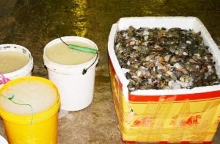 Hành vi bơm tạp chất vào tôm được Sở NN&PTNT tỉnh Bạc Liêu kiến nghị cần bổ sung vào Bộ Luật Hình sự để xử lý nghiêm. (Ảnh minh họa)