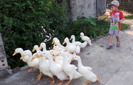 Hạn chế tiếp xúc với gia cầm, không buôn bán, giết thịt, ăn thịt gia cầm bệnh