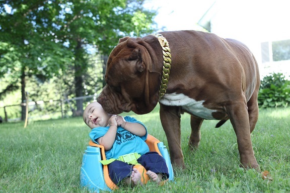 “Mọi thứ đều được tôi theo dõi. Tôi sẽ không bao giờ để Jackson nằm trên sàn nhà một mình với con chó.