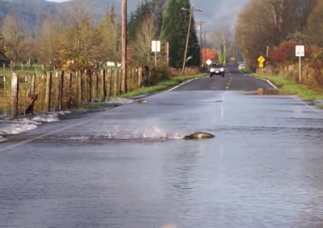 Đoạn clip được quay tại một con đường gần sông Skokomish ở Mỹ.
