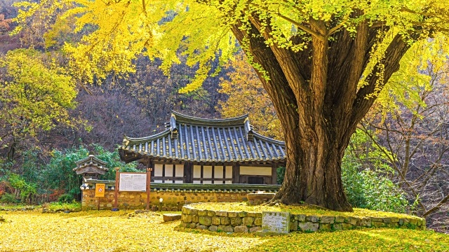 Mùa thu “phủ vàng” trên những hàng ngân hạnh đẹp nhất thế giới - 10 Vẻ cổ kính của ngôi chùa dưới tán cây