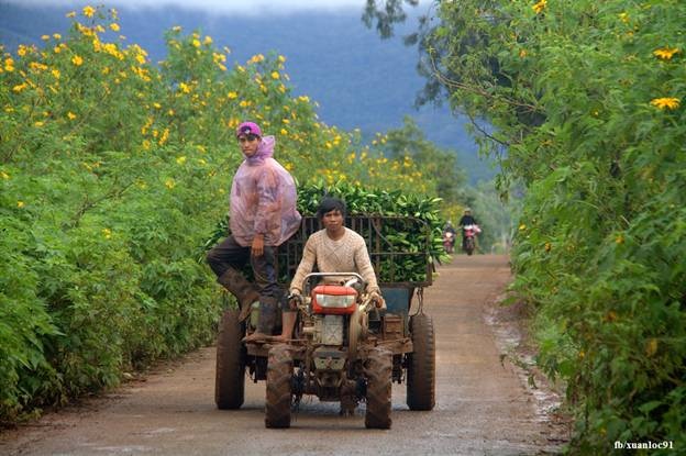 Ghé thăm "Vương quốc hoa dã quỳ" nhuộm vàng trên cao nguyên - 15 Những cung đường khác ở Tu Tra nhiều xe máy cày, xe lớn chạy vào tạo nên những bối cảnh ấn tượng. Ảnh: Xuân Lộc.
