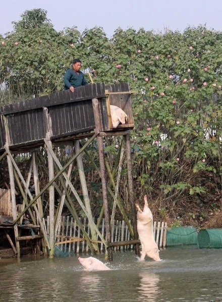 Làm giàu nhờ việc cho lợn... tập bơi và nhảy cầu - 1 Đàn lợn nhảy cầu ở Hồ Nam