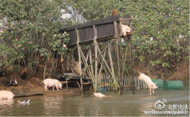 Làm giàu nhờ việc cho lợn... tập bơi và nhảy cầu - 3 Đàn lợn nhảy cầu và tự bơi vào bờ