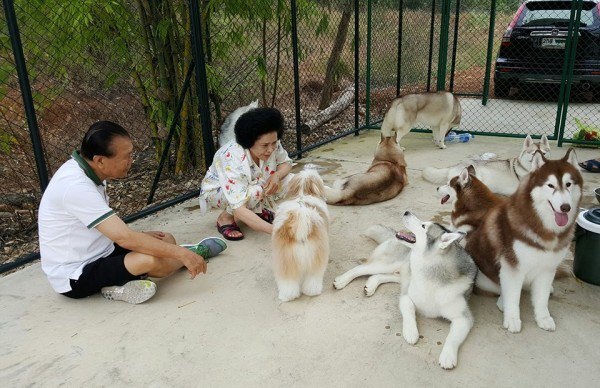 Cafe chó Husky giữa lòng Bangkok - 1 Cafe chó Husky giữa lòng Bangkok - 1