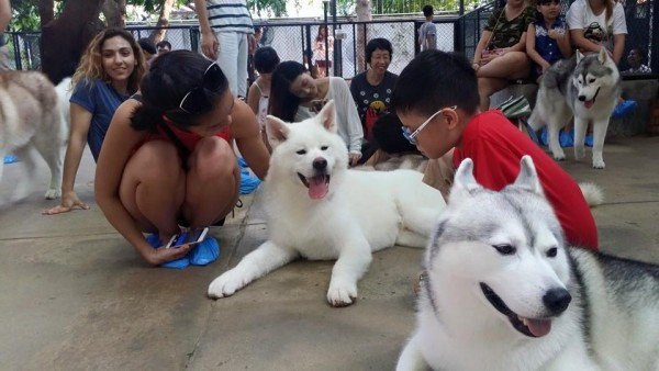 Cafe chó Husky giữa lòng Bangkok - 4 Cafe chó Husky giữa lòng Bangkok - 4