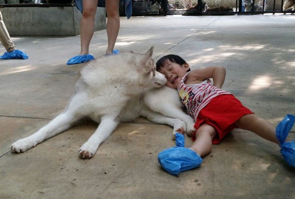 Cafe chó Husky giữa lòng Bangkok - 5 Cafe chó Husky giữa lòng Bangkok - 5