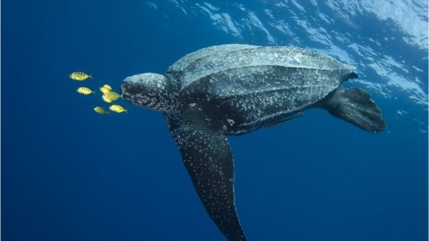 Xác rùa biển quý bị xẻ đôi, trôi dạt vào bờ cát - 4 Loài rùa biển đang bị xếp vào nhóm “nguy cấp” với nhiều mối đe dọa nghiêm trọng từ con người