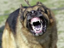 Nên làm gì khi bất ngờ bị chó dữ tấn công? - 3