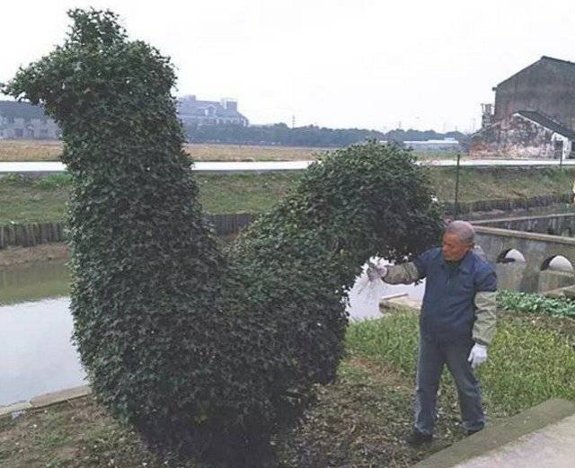 Nghệ nhân tạo hình "gà trống khổng lồ" trong suốt 40 năm - 1 Từ bụi cây nhỏ, ông Vương cần mẫn chăm sóc trong suốt 40 năm trời