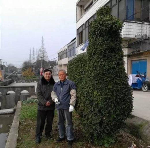 Nghệ nhân tạo hình "gà trống khổng lồ" trong suốt 40 năm - 3 Có người trả giá hơn 300 triệu, nhưng ông Vương từ chối bán