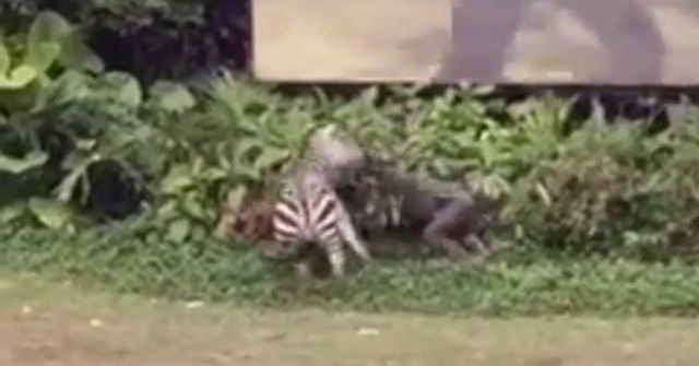 Ngựa vằn nổi “cơn điên”, kéo lê nhân viên vườn thú - 1 Ngựa vằn “nổi điên”, cắn tay và kéo lê nhân viên vườn thú