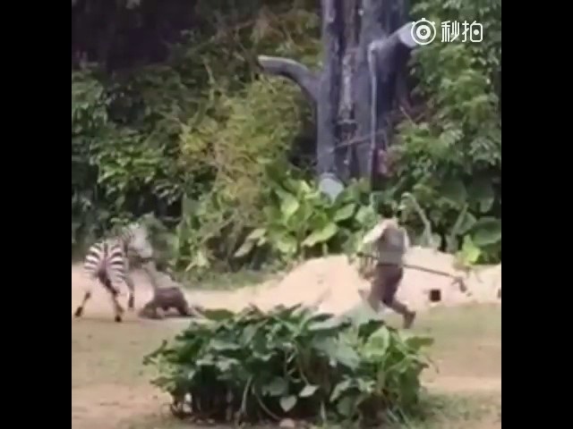 Ngựa vằn nổi “cơn điên”, kéo lê nhân viên vườn thú - 2 Phải hơn 2 phút sau, nhân viên cứu hộ mới giải cứu được nạn nhân