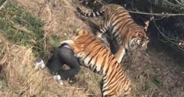Ngựa vằn nổi “cơn điên”, kéo lê nhân viên vườn thú - 3 Vì trốn vé vào cửa, du khách nam bị hổ tấn công và thiệt mạng