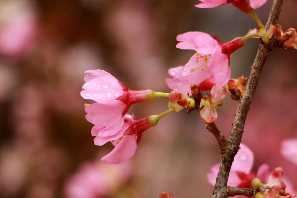 Hoa Anh đào khoe sắc tuyệt đẹp tại triển lãm hoa Anh đào 2016 (Ảnh: Mạnh Thắng)