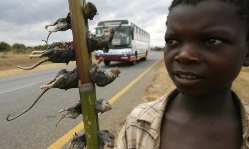 Ghê rợn sở thích ăn chuột nguyên con của người Malawi - 1 Ghê rợn sở thích ăn chuột nguyên con của người Malawi - 1