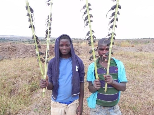 Ghê rợn sở thích ăn chuột nguyên con của người Malawi - 4 Ghê rợn sở thích ăn chuột nguyên con của người Malawi - 4