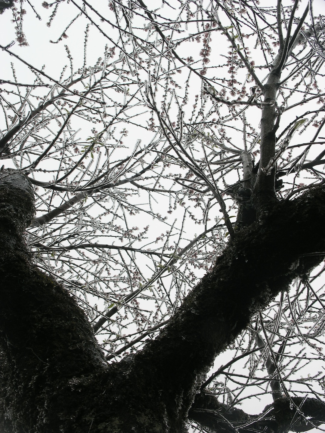 Hàng nghìn du khách từ Hà Nội và nhiều tỉnh thành xa xôi vẫn đội mưa rét lên Sapa ngắm tuyết.