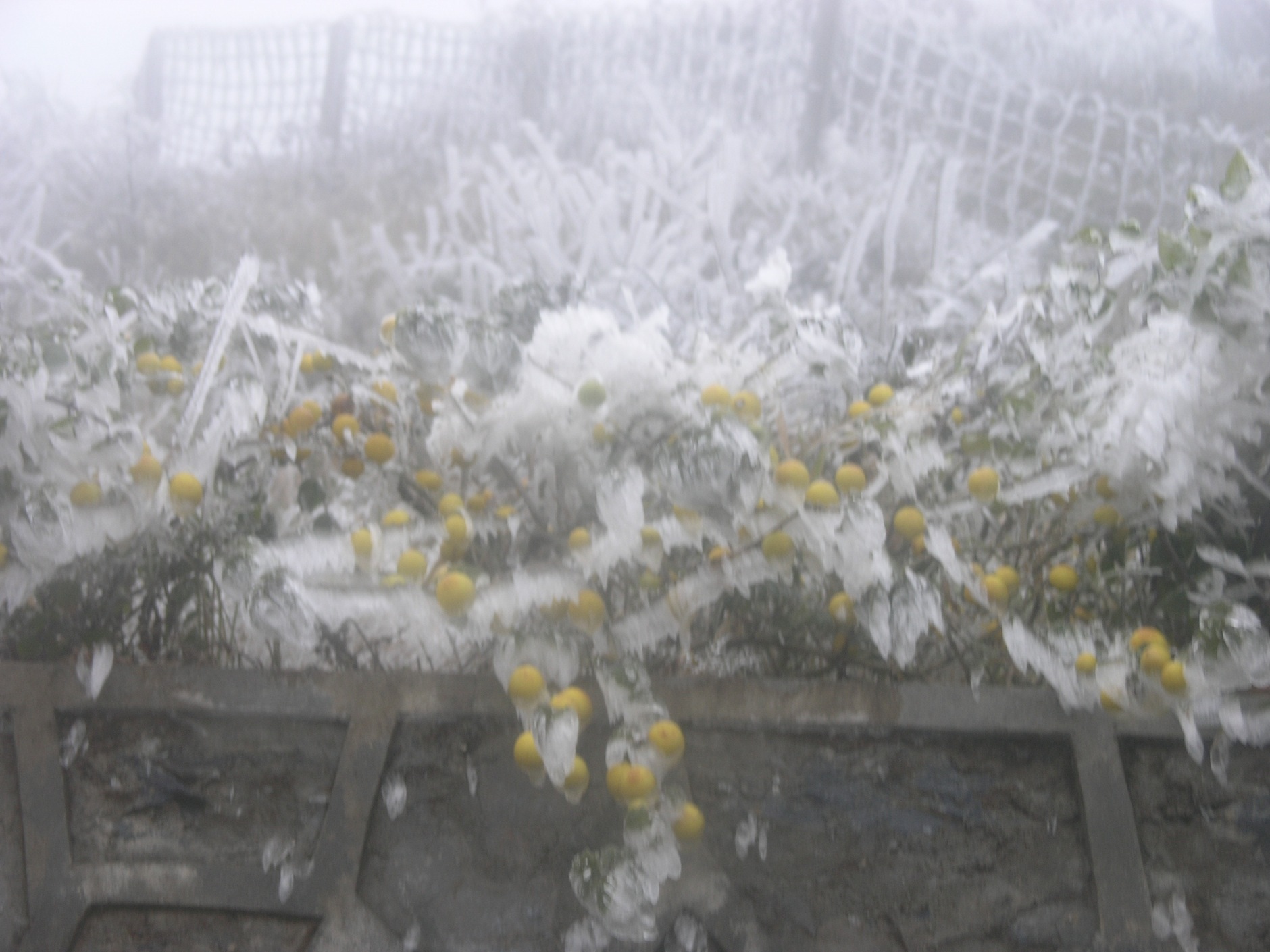 Băng tuyết vẫn phủ trắng nhiều khu vực tại thị trấn Sapa.