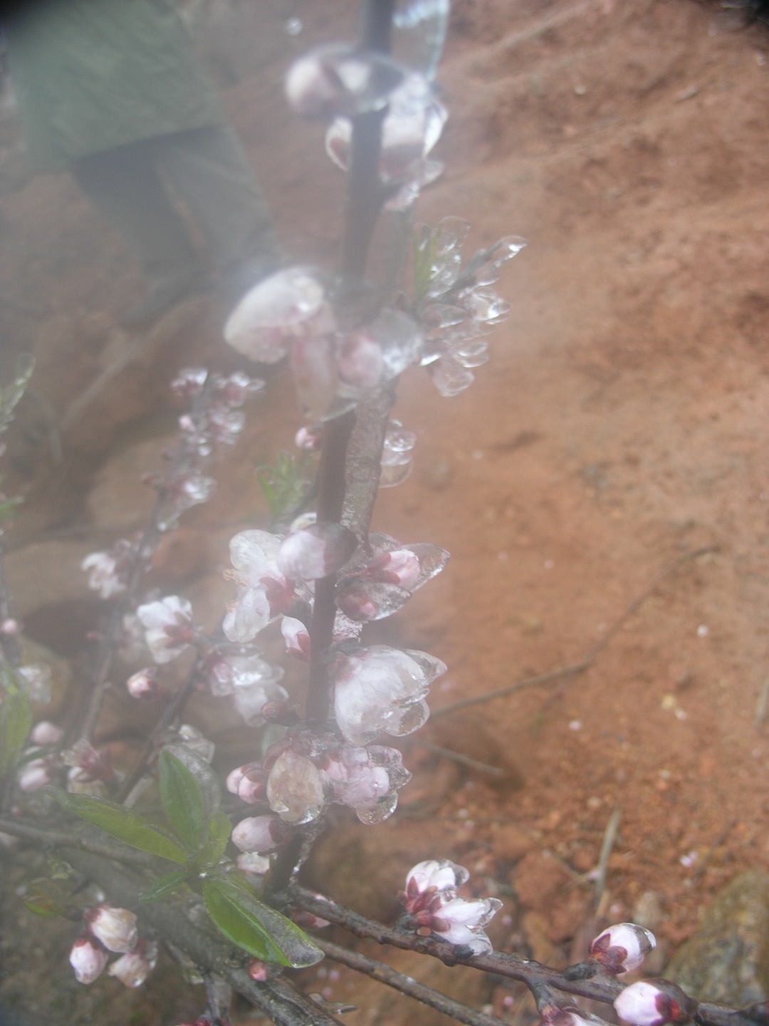 Băng tuyết vẫn phủ trắng nhiều khu vực tại thị trấn Sapa.