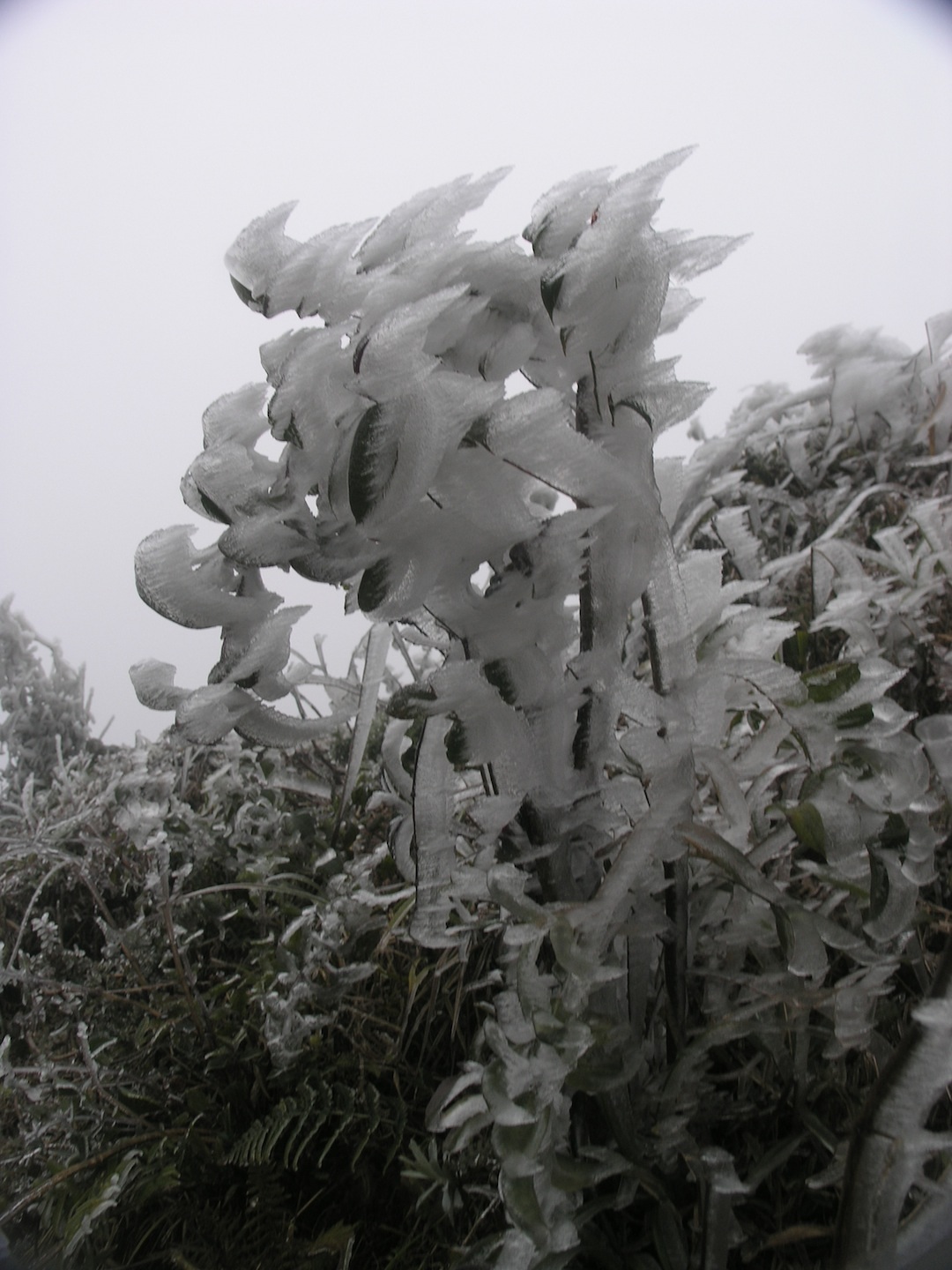 Băng tuyết vẫn phủ trắng nhiều khu vực tại thị trấn Sapa.